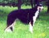 charodej_cherny.jpg (74096 Byte)